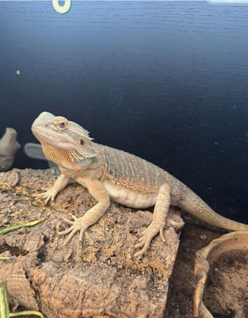 Bearded dragon for sale with the enclouser