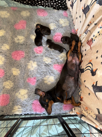 Dachshund puppies for sale