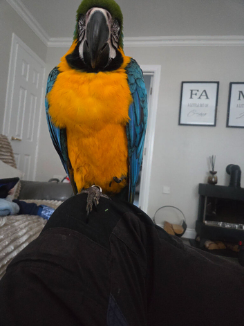 11 month old blue and gold