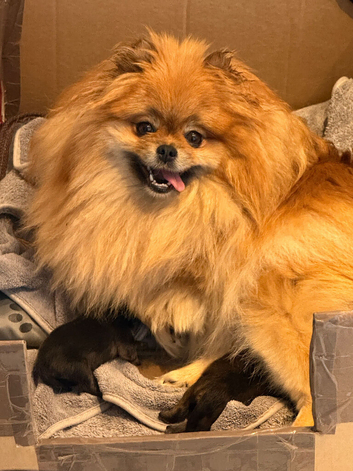 KC reg True teddybear Pom puppies RARE colours!