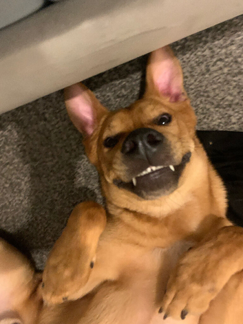 Lurcher x Rottweiler