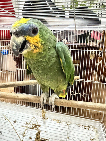 Amazon 2.5 years old