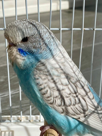 Baby budgie
