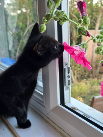 We are looking for our forever home