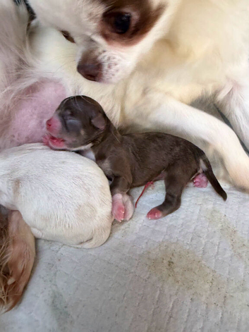 Urgent /Urgent Chihuahua puppy