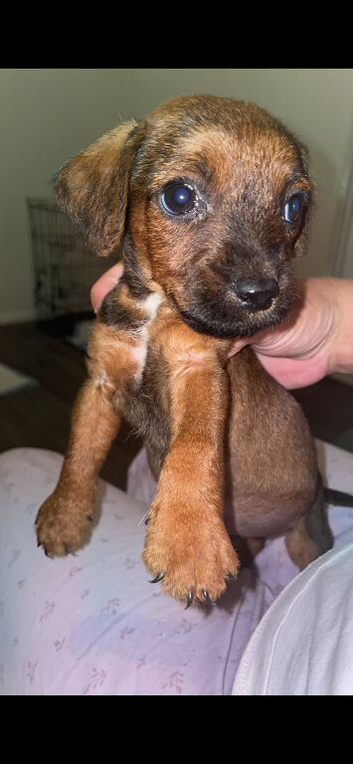 Patterdale boy