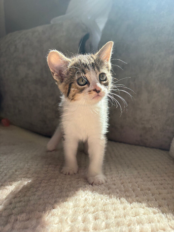 Lovely little kittens looking for a forever home ️