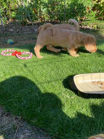 2 Beautiful male Puppies for sale