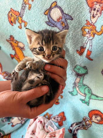 Kittens
