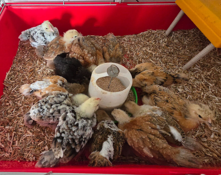 4 week old chicks for sale