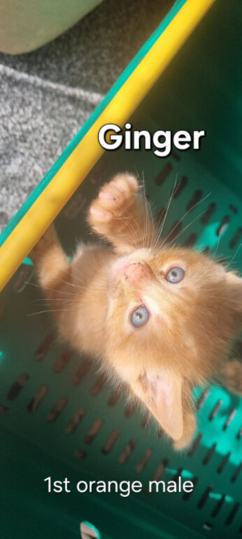 7 beautiful kitten need rehoming