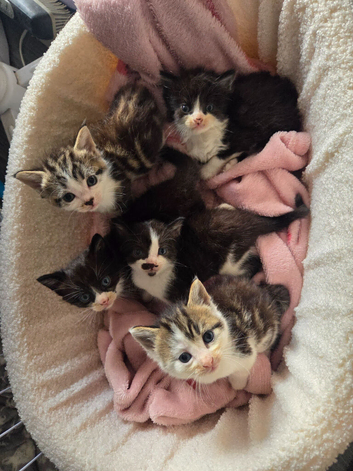Stunning kittens for reservation/sale