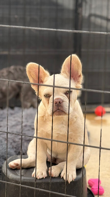 Fluffy/Puffy French Bulldogs