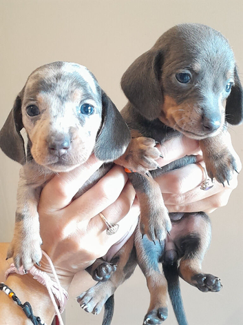 Dashhound puppies