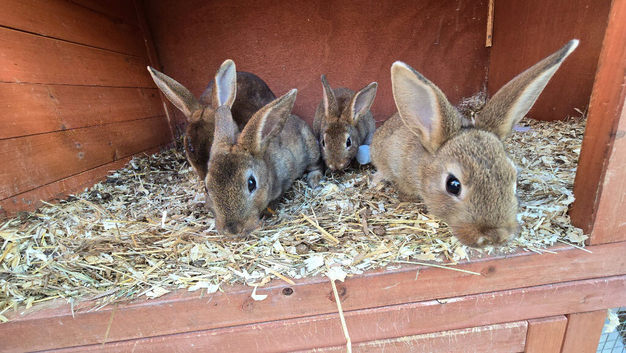 3 baby bunnies