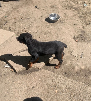 Puppy