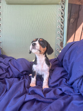 Beautiful Jack Russell Puppies &pound;595