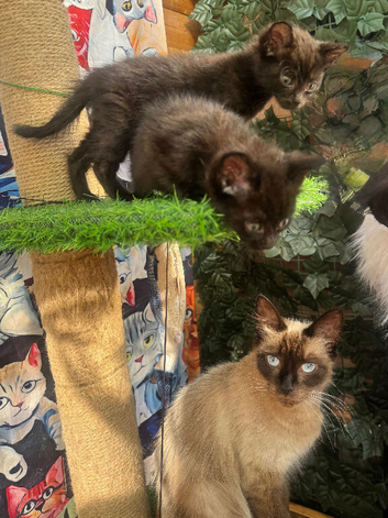 SEMI LONG HAIRED MALE KITTENS AND TORTIE FEMALE KITTEN