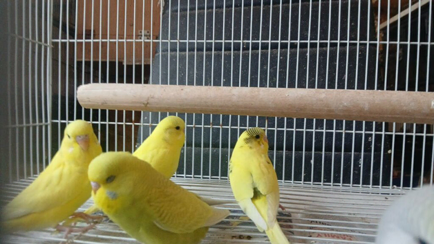 Baby budgies for sale