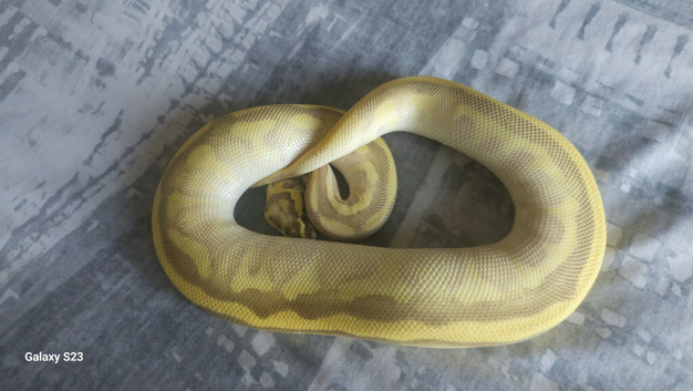 Royal python males n females