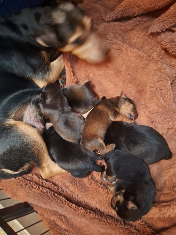 Patterdale pups