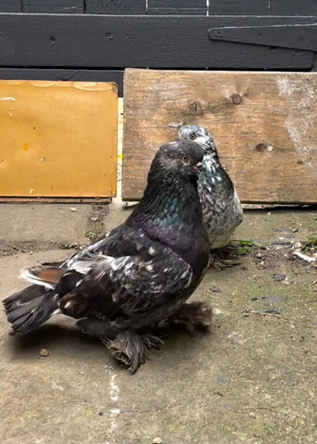 Pair of beutiful tumbler pigeons