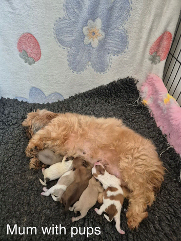 Imperial Shih Tzus / girls/boys / Doncaster