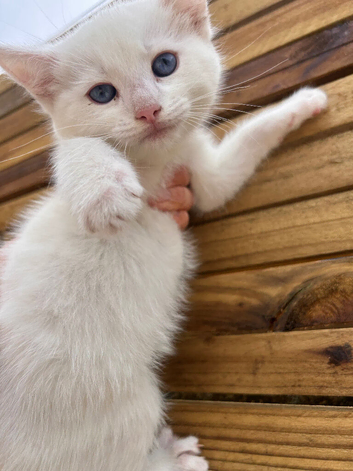 Ragdoll x