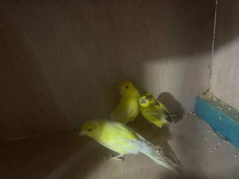 3 canaries