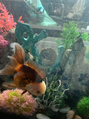 Panda xl oranda x2 one red cap tri colour
