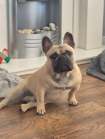 2 year old male French bulldog