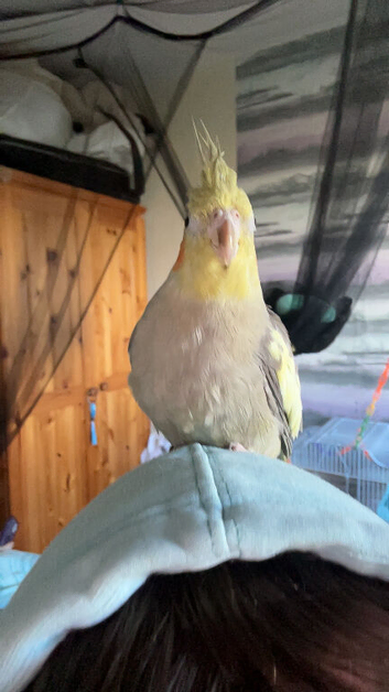Sunny cockatiel