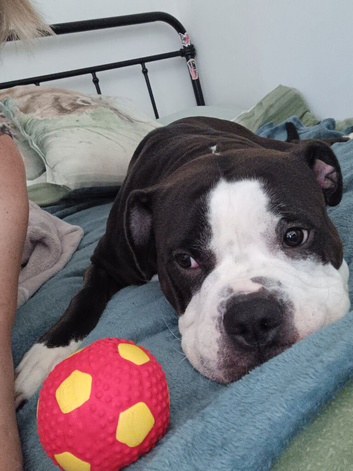 Female Alapaha dog 2 years old