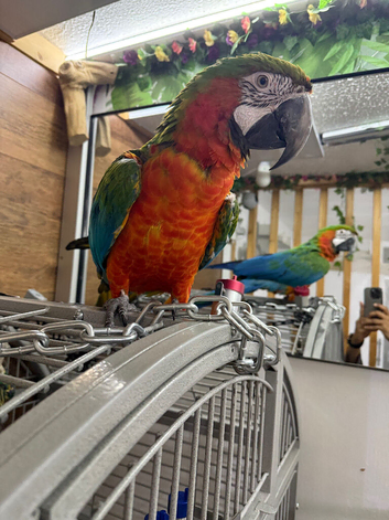 Baby Harlequin Macaw Parrot