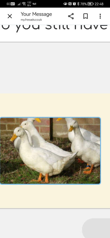 Campbell ducks all girls &pound;25