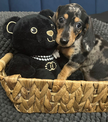 Adorable lil miniature dachshund pups read see all details below