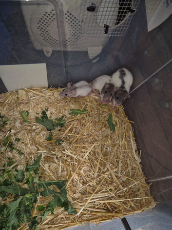 Beautiful baby rats available now