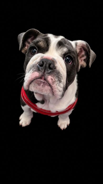 English bulldog puppy