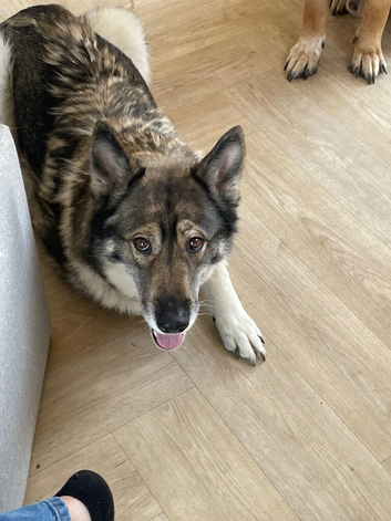 Lexi