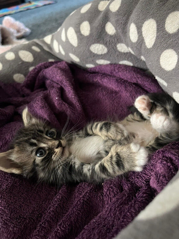 Gorgeous kitten looking for home