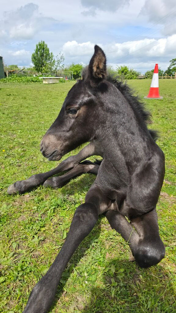 Mare and foal