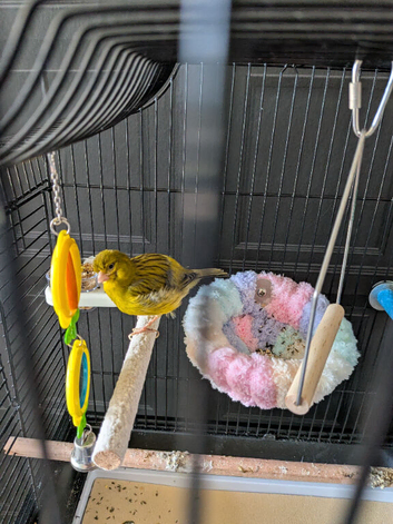 CANARY