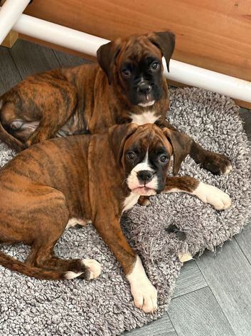 KC Boxer Puppies **READY NOW **