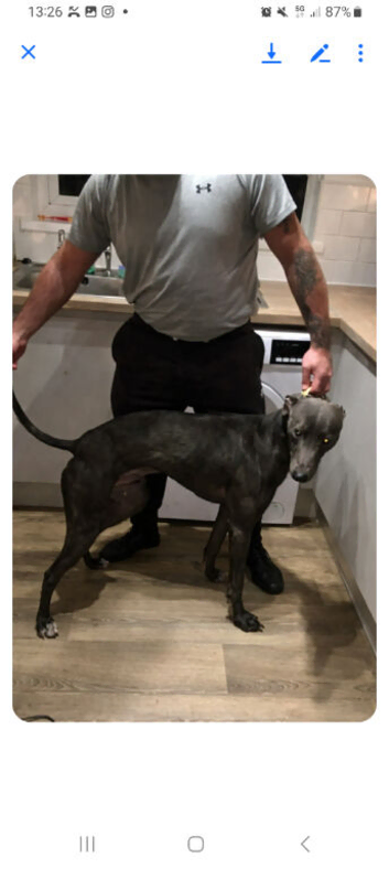 bull greyhound 3/8 5/8 stud