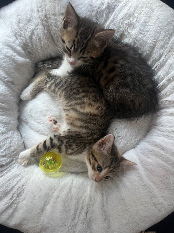 2 Tabby Kittens