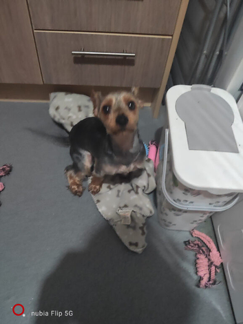 Yorkshire terrier