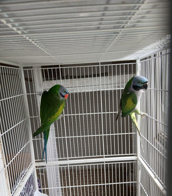 Derbyans breeding pair in Birmingham