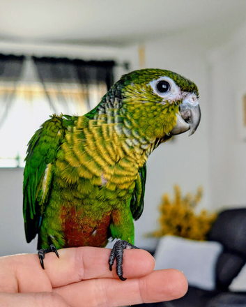 Co raised baby conure chicks