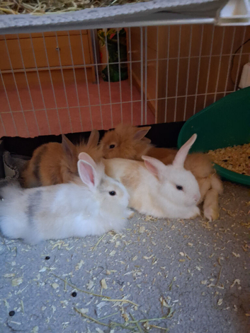 2 baby boy bunnies looking for forever loving homes