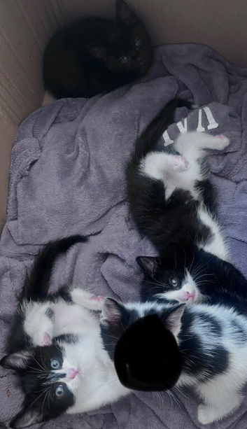 Male kitten